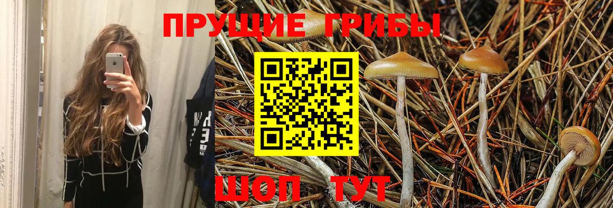 Псилоцибиновые грибы Cubensis Новозыбков